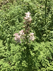 Corydalis caseana brandegeei
