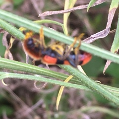 Trichodes bibalteatus