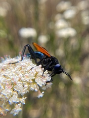 Mydas xanthopterus