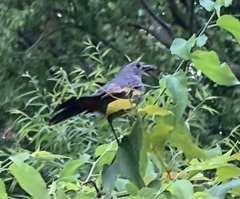 Dumetella carolinensis