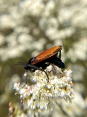 Mydas xanthopterus