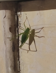Leptophyes laticauda