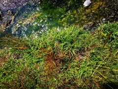 Fimbristylis dichotoma ochotensis