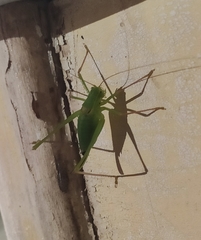 Leptophyes laticauda