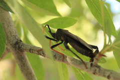 Acanthocephala thomasi