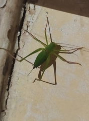 Leptophyes laticauda