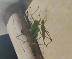 Leptophyes laticauda
