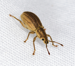 Aphrastus taeniatus