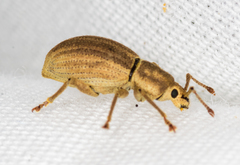 Aphrastus taeniatus