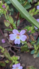 Erythranthe inconspicua