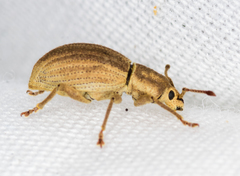 Aphrastus taeniatus