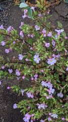 Erythranthe inconspicua