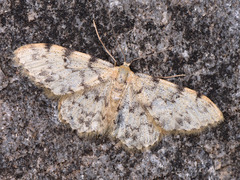 Idaea contiguaria