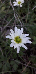 Anemone decapetala