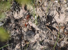 Ammophila wrightii