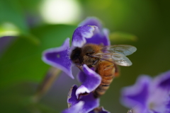 Apis mellifera