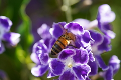 Apis mellifera