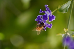 Apis mellifera