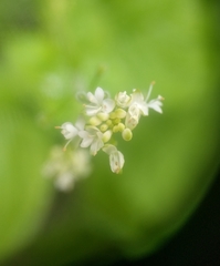 Circaea alpina pacifica