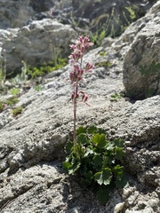 Heuchera parishii