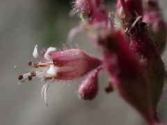 Heuchera parishii