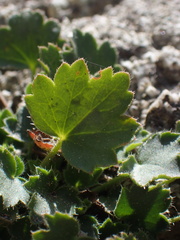 Heuchera parishii