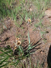 Iris missouriensis
