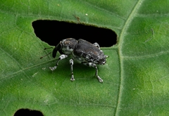 Peridinetus irroratus