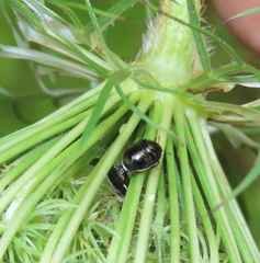 Corimelaena lateralis