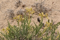Lomatium nuttallii