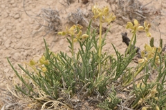 Lomatium nuttallii