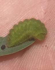 Satyrium liparops