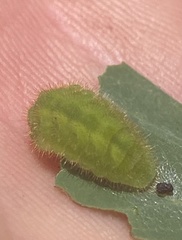 Satyrium liparops