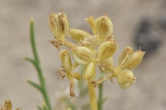 Lomatium nuttallii