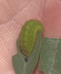Satyrium liparops