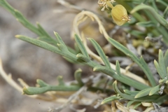 Lomatium nuttallii