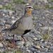 Tawny-throated Dotterel - Photo (c) Mark Peck, some rights reserved (CC BY-NC-SA)