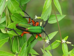 Plinthocoelium suaveolens