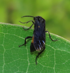 Anoplius americanus