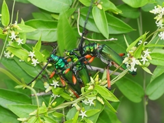 Plinthocoelium suaveolens