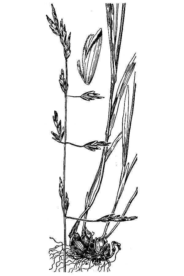 Melica fugax