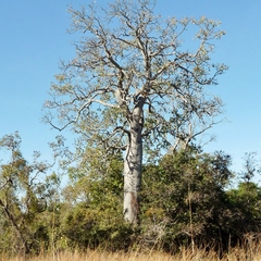 Brachychiton australis