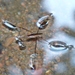 Water Striders - Photo (c) Chris Nash, some rights reserved (CC BY-NC), uploaded by Chris Nash