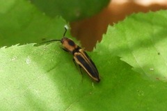 Megapenthes limbalis