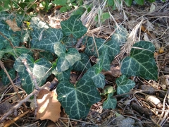 Hedera helix