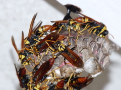 Polistes tepidus