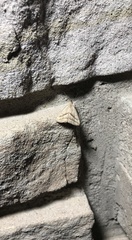 Macrochilo hypocritalis