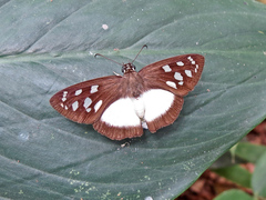 Hyalothyrus mimicus