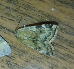 Cryptocala chardinyi