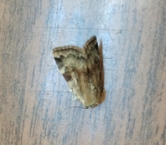 Cryptocala chardinyi